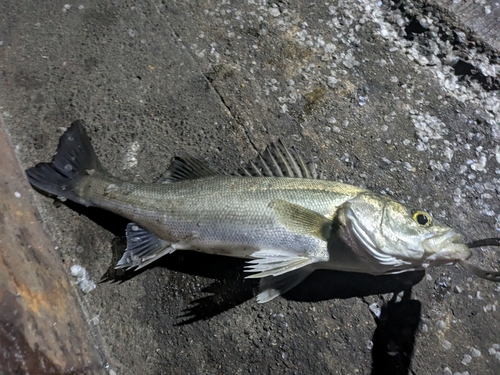 セイゴ（ヒラスズキ）の釣果