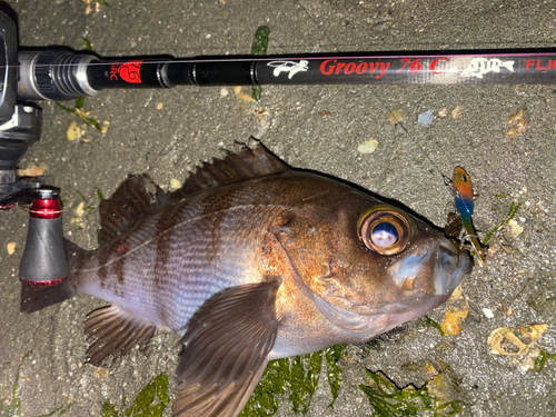 メバルの釣果