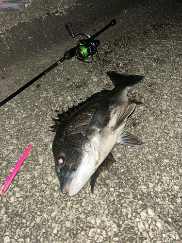 クロダイの釣果