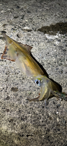 ヤリイカの釣果