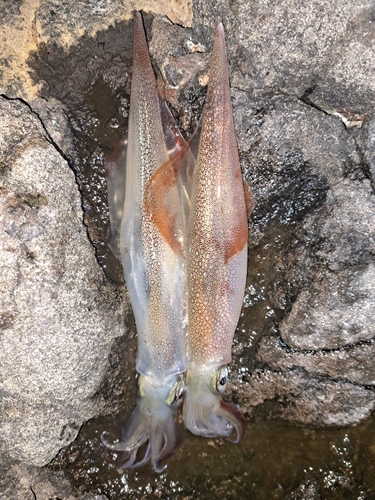 ヤリイカの釣果