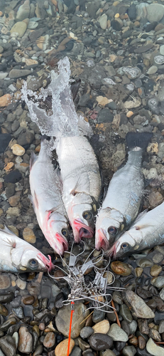 ヒラスズキの釣果