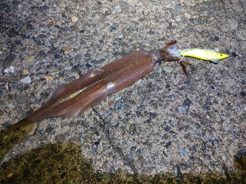 ヤリイカの釣果