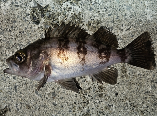 メバルの釣果