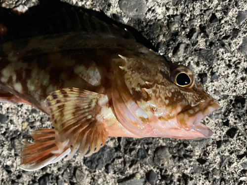 カサゴの釣果