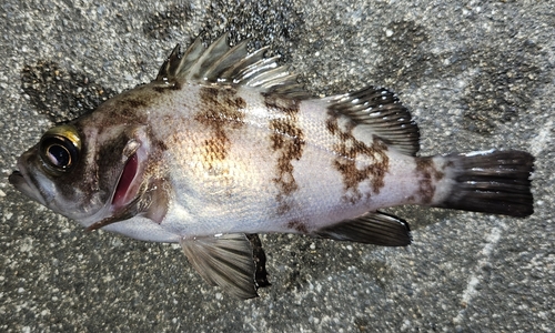 メバルの釣果