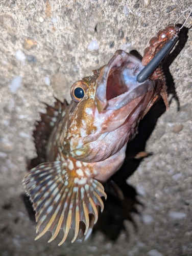 カサゴの釣果