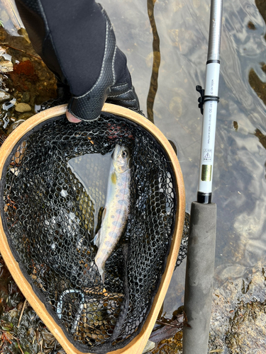 ヤマメの釣果