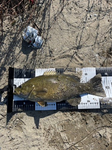 スモールマウスバスの釣果