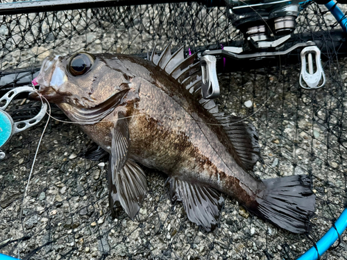 メバルの釣果