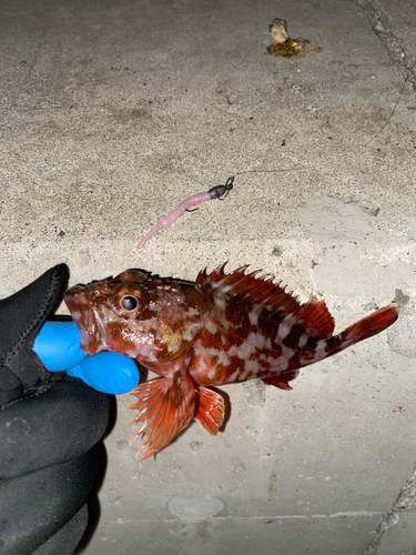 カサゴの釣果