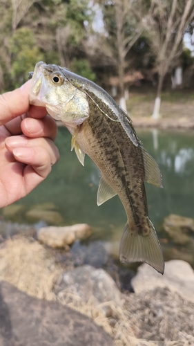 ラージマウスバスの釣果