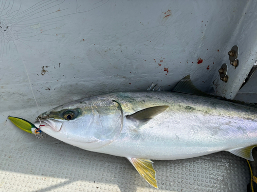 ブリの釣果