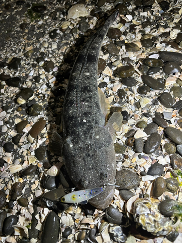 コチの釣果