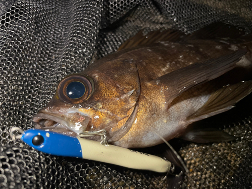 シロメバルの釣果