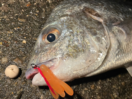 キビレの釣果