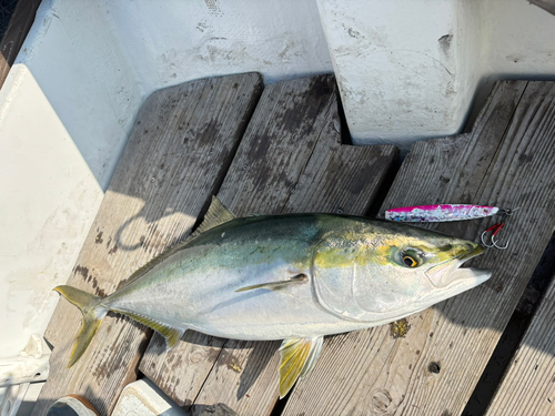 ハマチの釣果