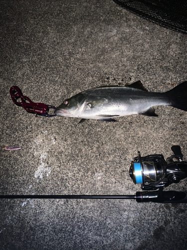 セイゴ（ヒラスズキ）の釣果