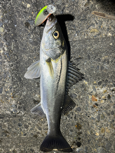 シーバスの釣果