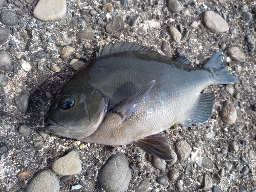 グレの釣果