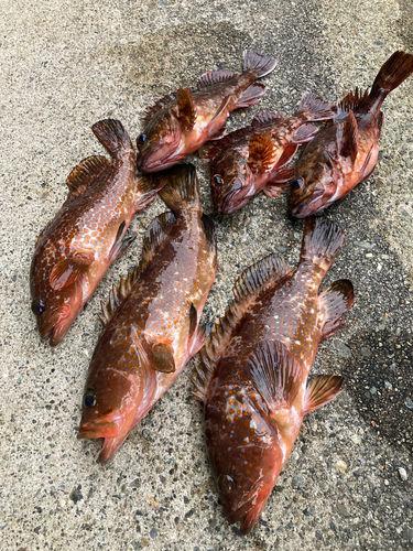 キジハタの釣果