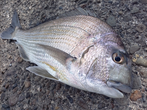 ヘダイの釣果