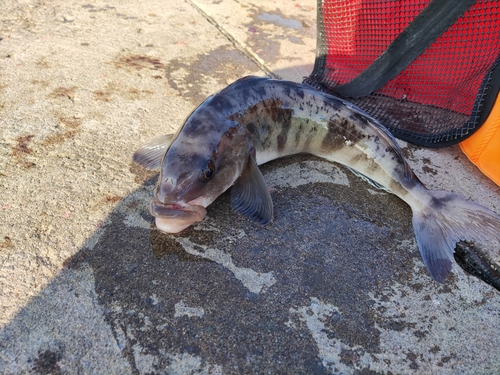 ホッケの釣果