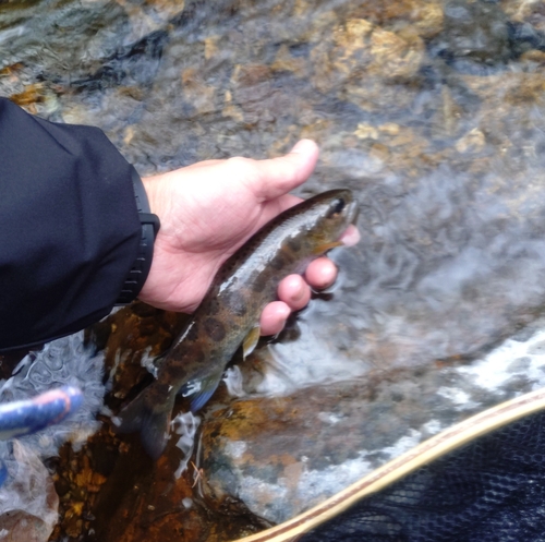 アマゴの釣果