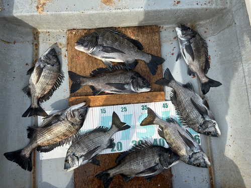 クロダイの釣果