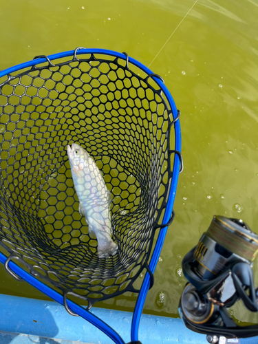 トラウトの釣果