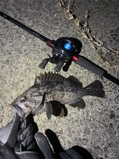 クロソイの釣果