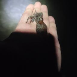 ホタルイカ