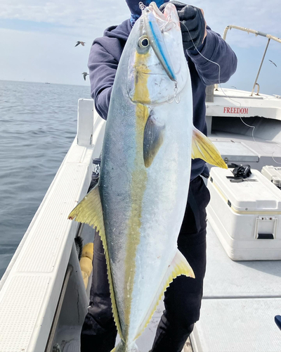 ヒラマサの釣果