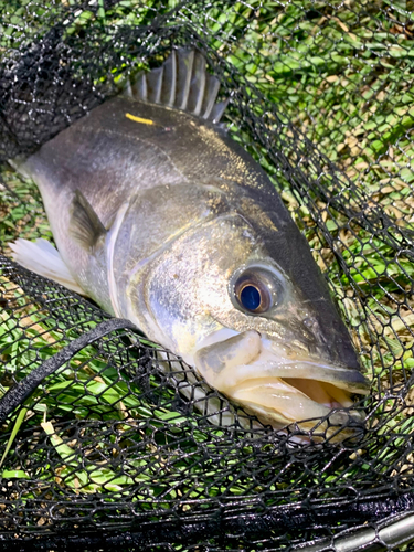 スズキの釣果