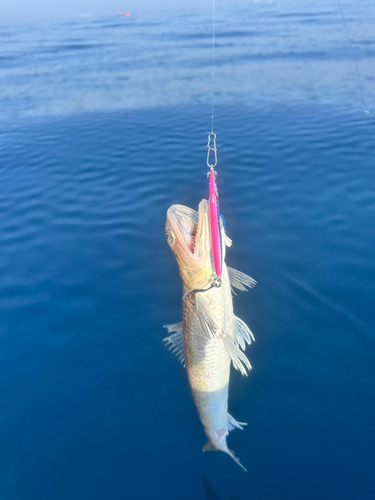 エソの釣果