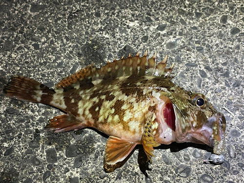 カサゴの釣果