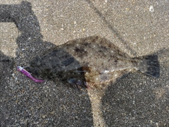 ヒラメの釣果