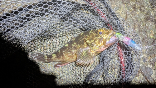 タケノコメバルの釣果