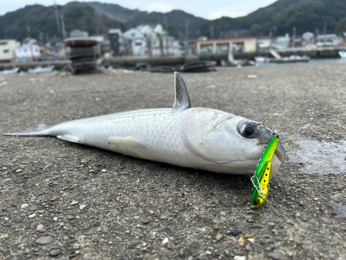 ボラの釣果