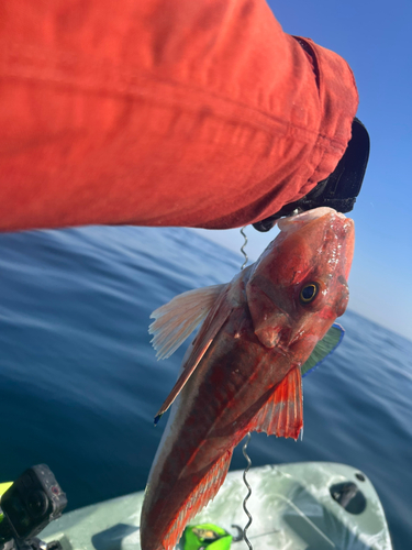 ホウボウの釣果