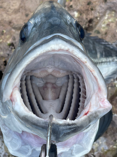 ロウニンアジの釣果