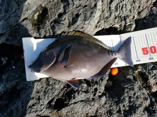 ニザダイの釣果