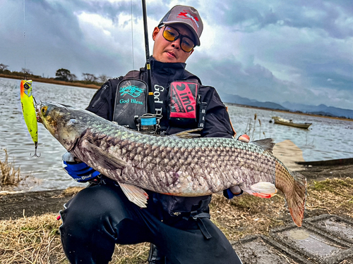 メナダの釣果