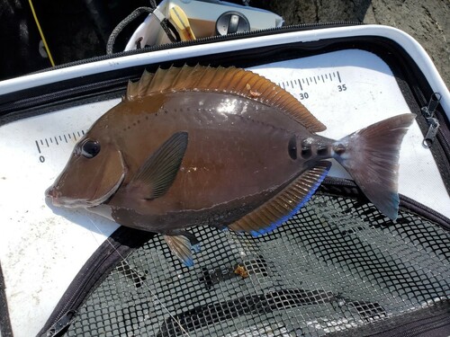 ニザダイの釣果