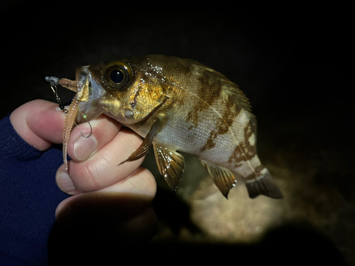 シロメバルの釣果