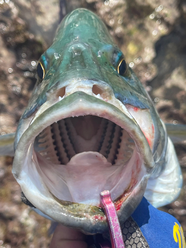 カスミアジの釣果