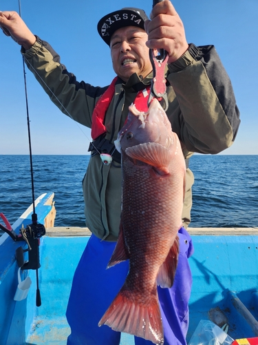 コブダイの釣果