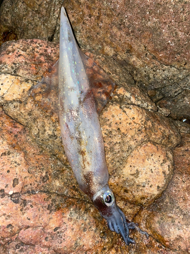 ヤリイカの釣果