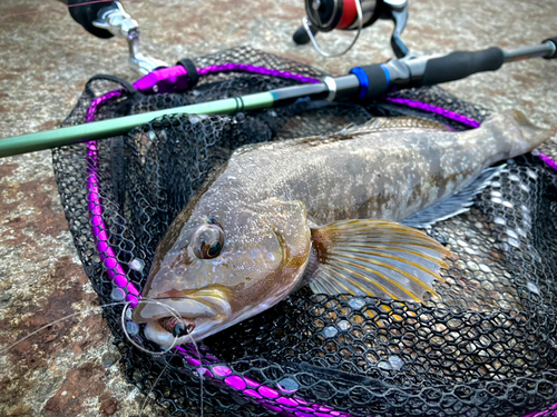 アイナメの釣果