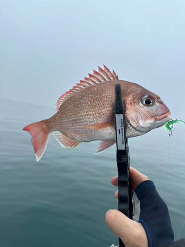 タイの釣果